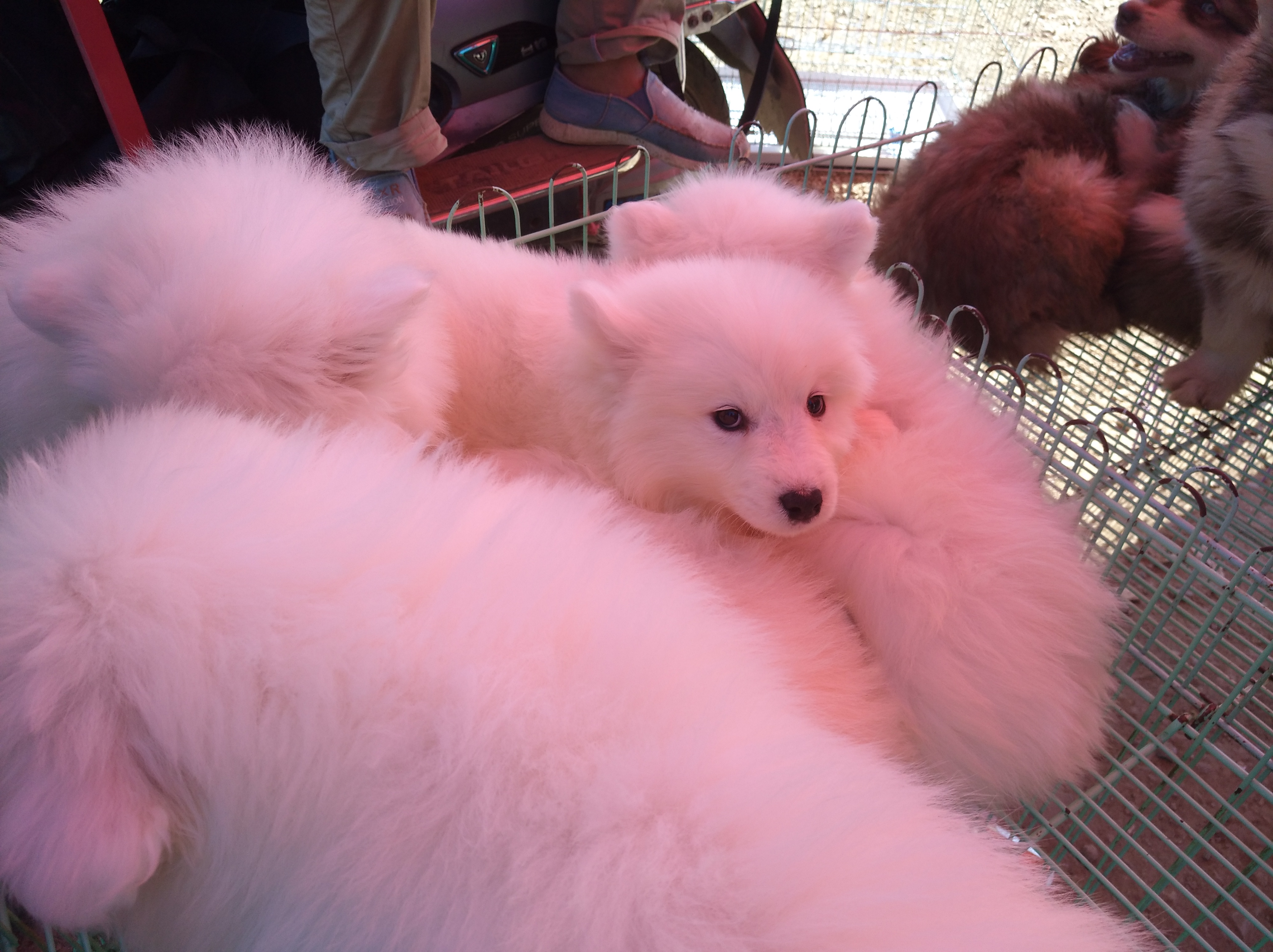 狗市买萨摩耶5元一只,狗市上一只萨摩耶一般多少钱