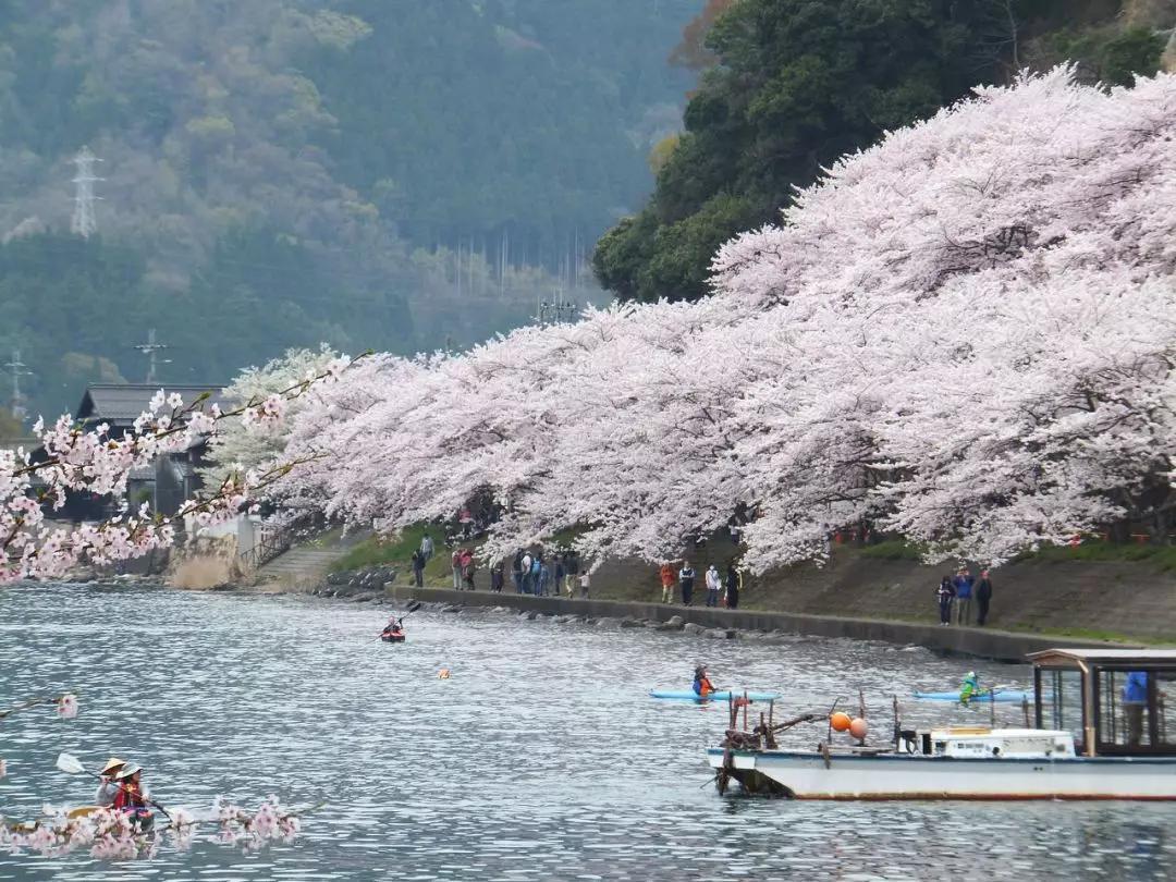 为英伦女神而生，20万日元一把的“樱和伞”，发售一小时就被抢光