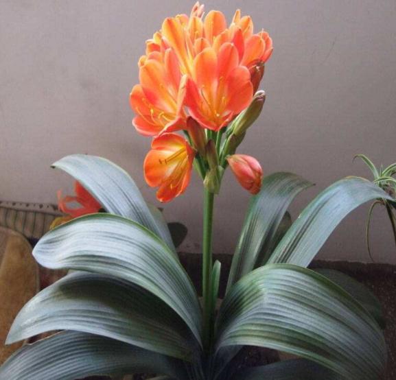 君子兰盆栽怎么处理,怎么防止君子兰烂根