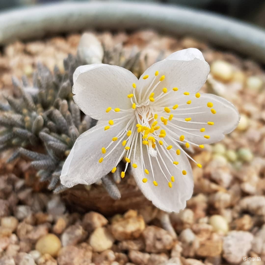 韩国大棚多肉,肉叔带你走遍韩国多肉大棚