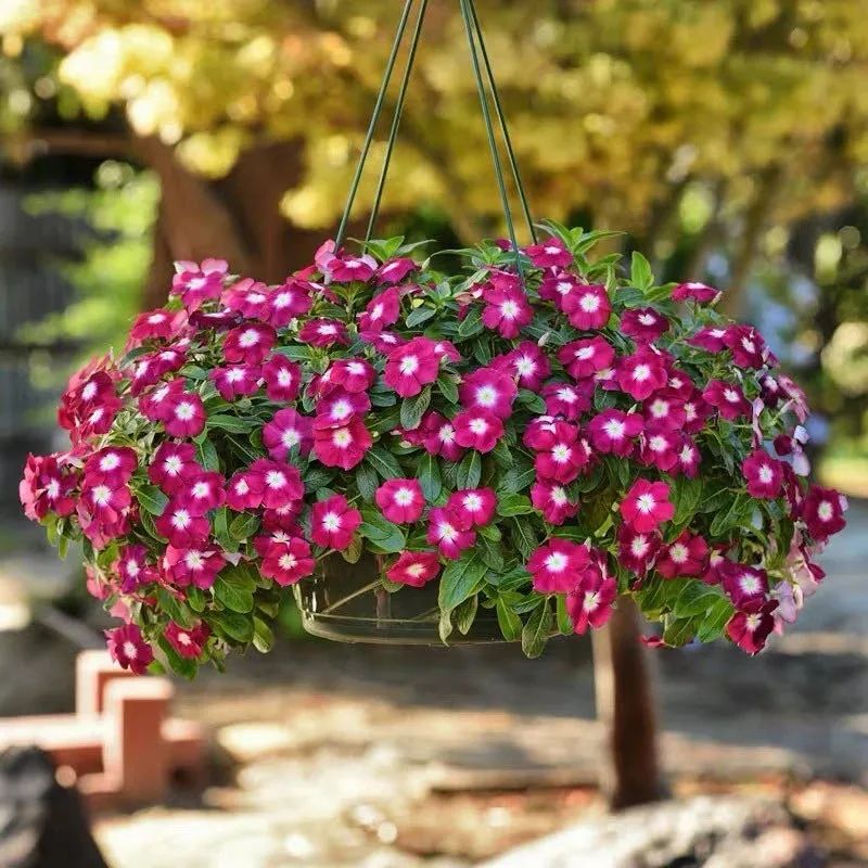 “开花机器”长春花冬天有“5怕”，避开了才能越养越精神