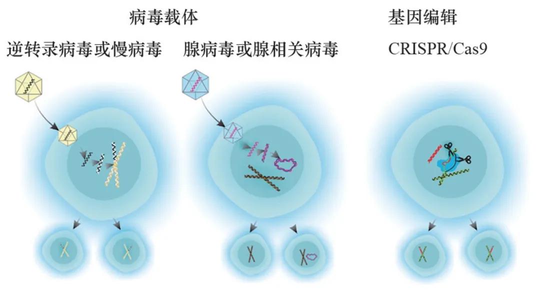 基因疗法：单基因遗传疾病患者治愈的新希望