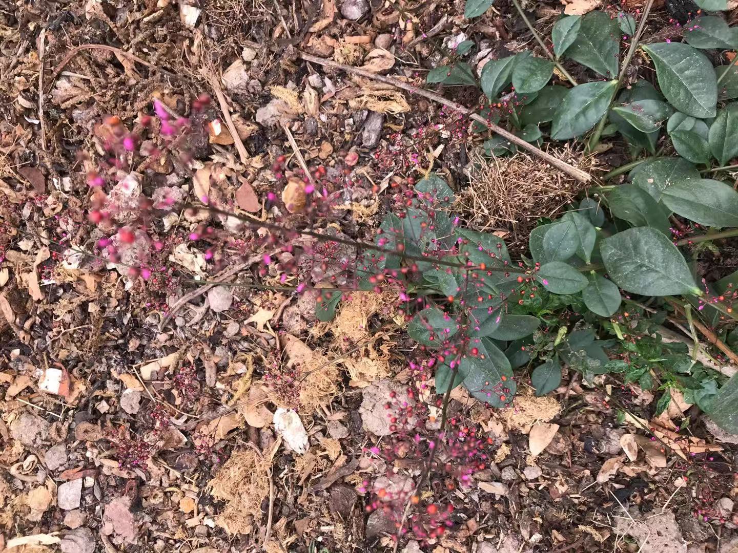 每日一药土人参补气润肺止咳调经,身体虚抵抗力差吃什么人参好