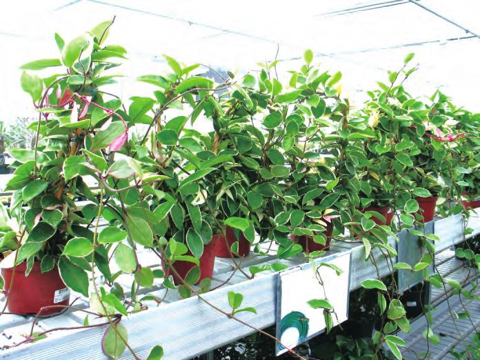 球兰花卉培养,球兰的种子繁殖方法