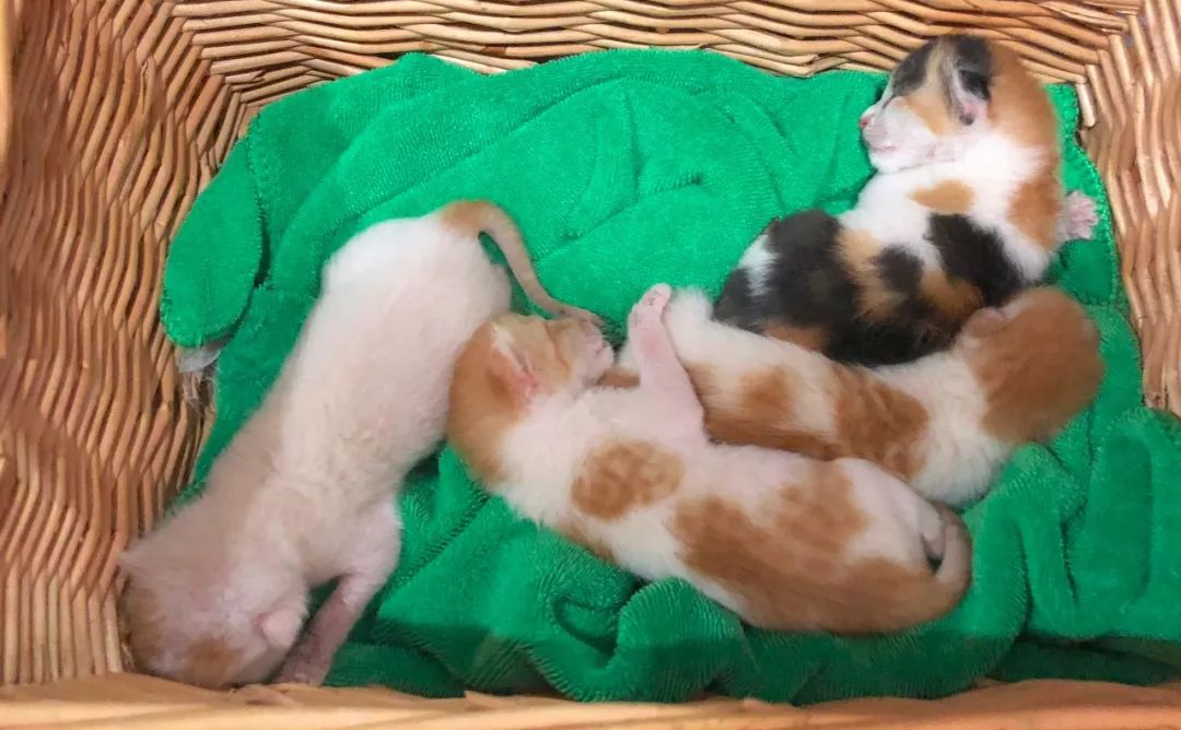 小佩闷死猫后续,小佩猫窝现在还有吗