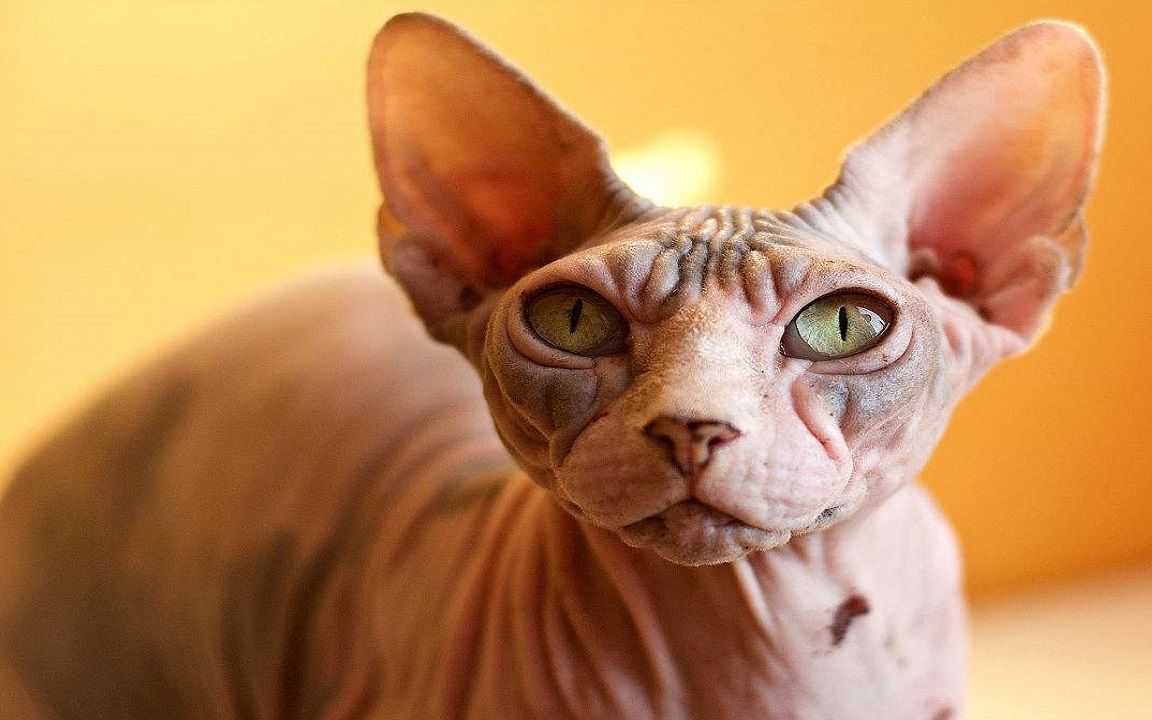 全网最好看的斯芬克斯无毛猫,最漂亮的斯芬克斯猫