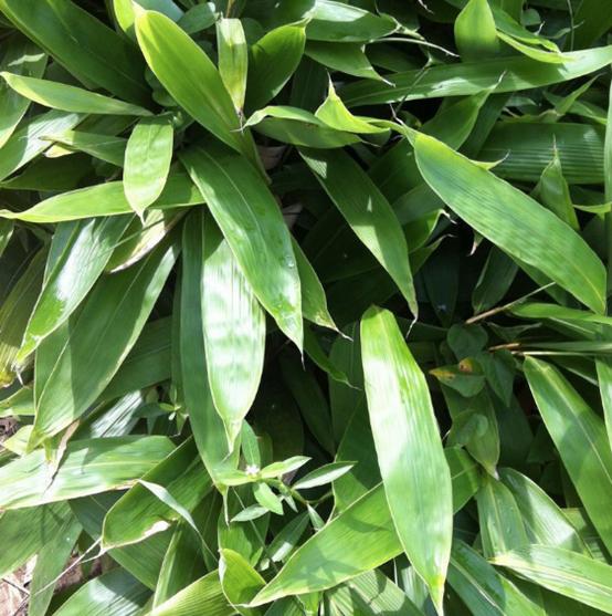 老中医可以给孩子起名吗,用中药名字给孩子取名可以吗