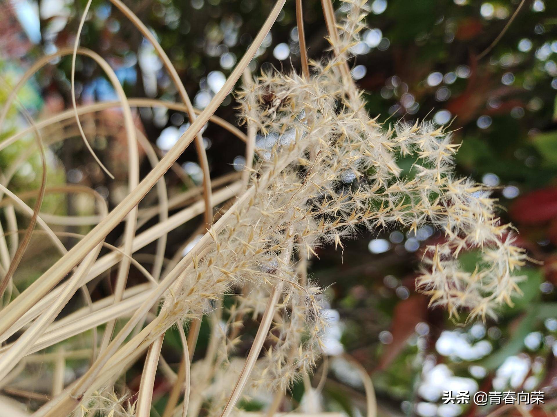 一份来自用户角度的评测：VIVONEX3S手机