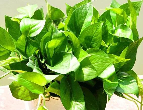 给绿萝施肥放几粒,一盆绿萝一次喂多少复合肥