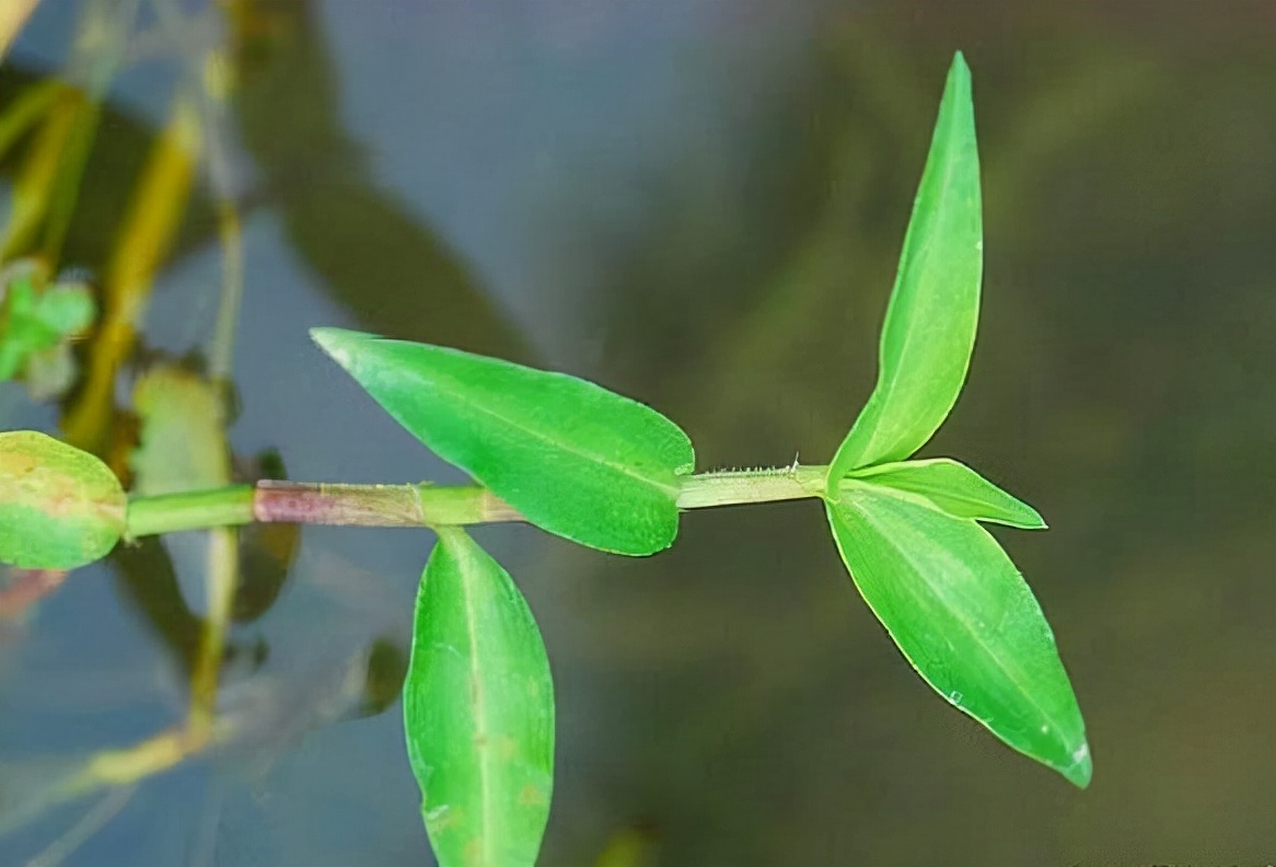 农村田边的这种野菜,农村田埂上的这种野草