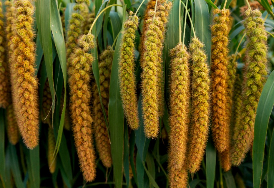 小米的故事,小米的故事系列全套