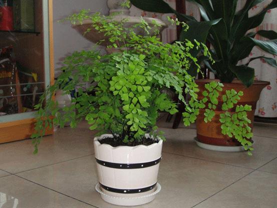 这4种花最好别养在室内,室内最好养的2种花