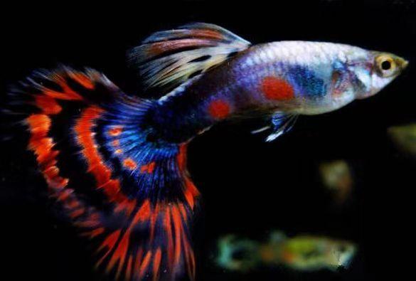 刚出生的孔雀鱼苗和大孔雀鱼混养,刚出生的孔雀鱼苗要不要捞出来