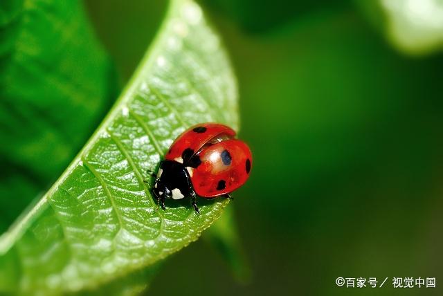 奶粉结块了有虫还能喝吗,为什么奶粉中有密密麻麻的小虫子