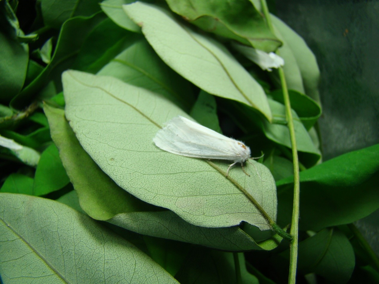 这个秋天碰到白色毛毛虫了吗？其实它们来自大洋彼岸