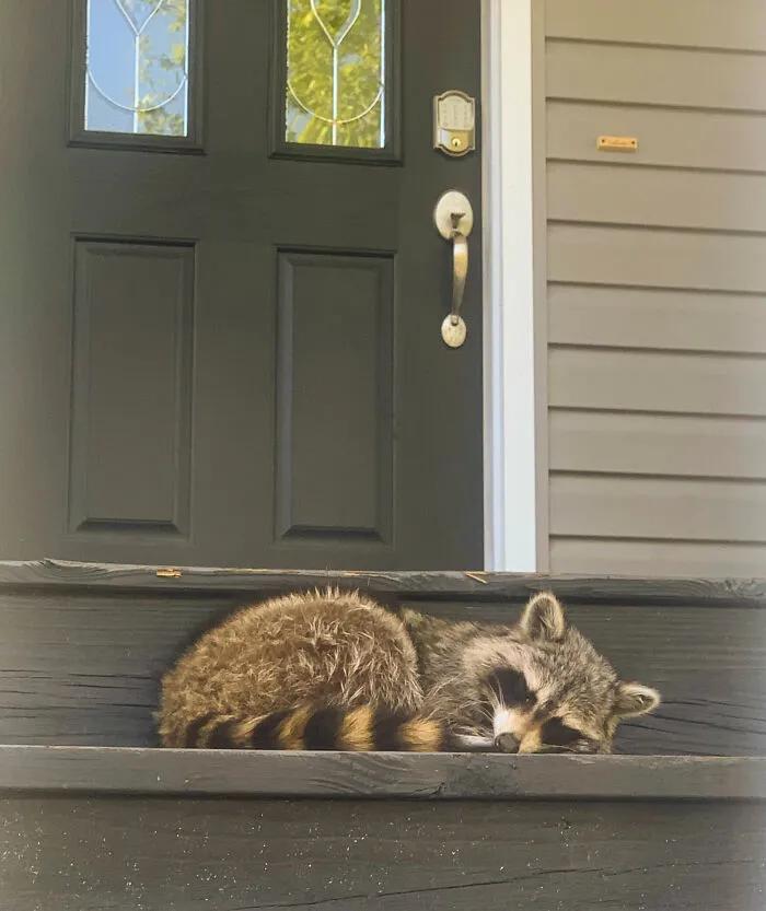 搞笑小浣熊图片,可爱的浣熊图片卡通