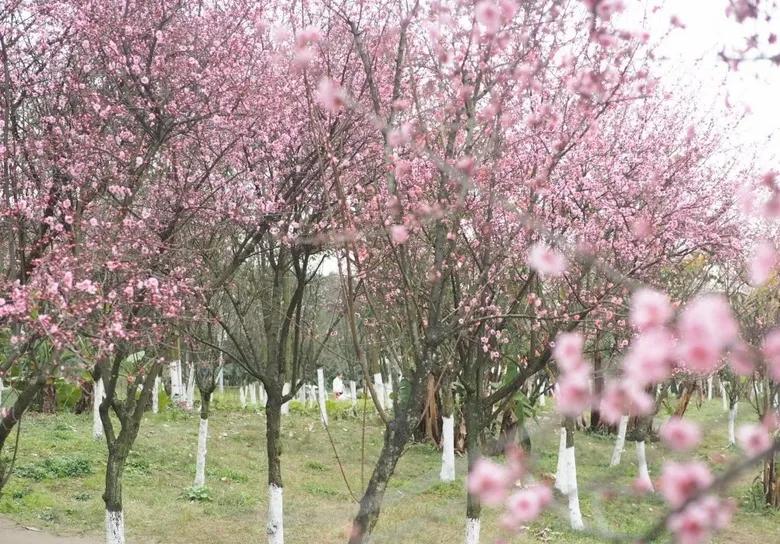 重庆55个景点免费游玩有哪些,重庆五一自驾游1天最佳路线