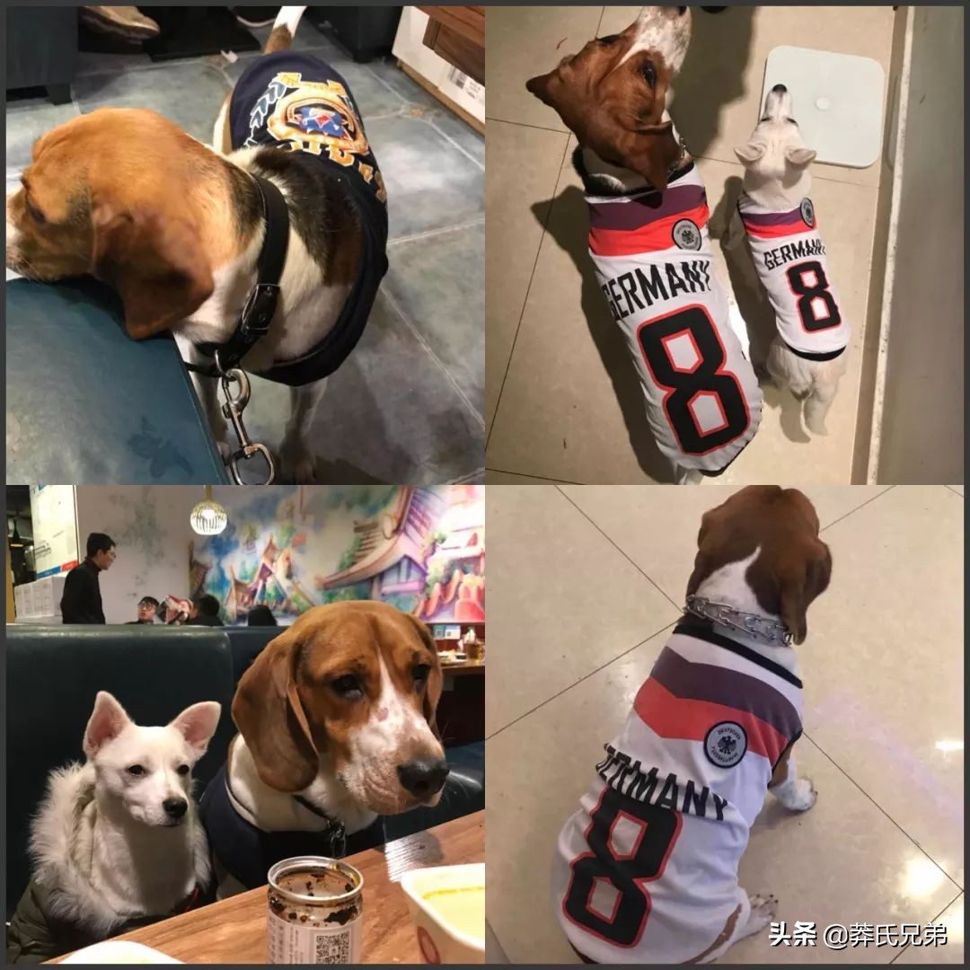 宠物秀场最新动态,亚宠展宠物时装秀人气火爆现场