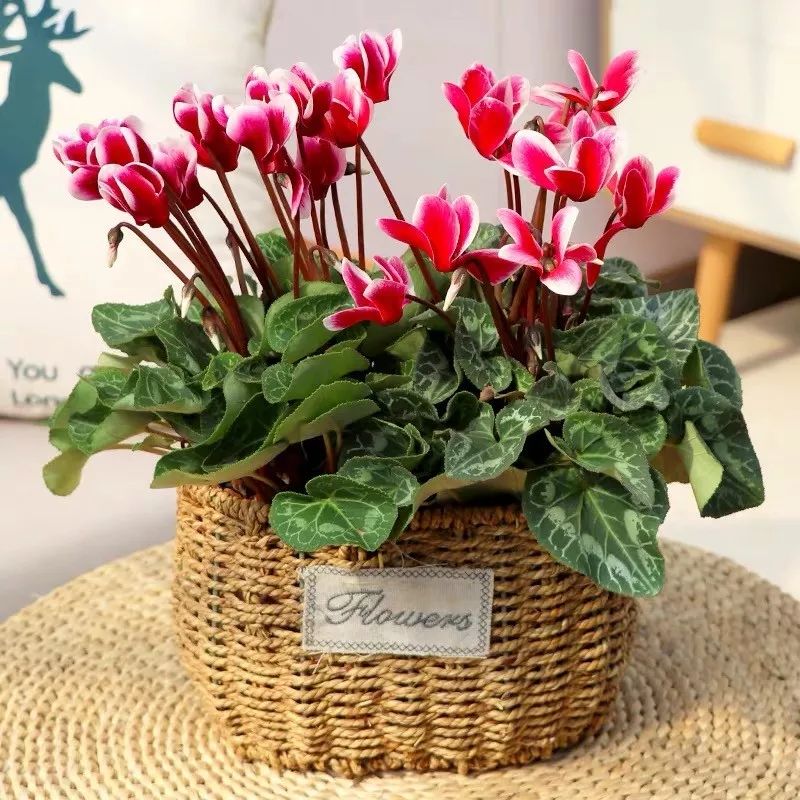 高级好看易养的花卉,最漂亮最迷人的大丽花图片