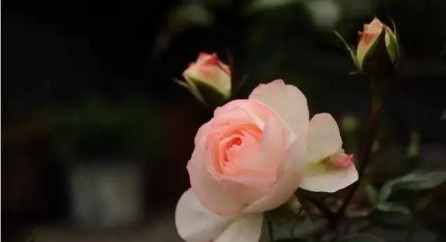 玫瑰花有哪些品种,玫瑰花有哪些品种大全