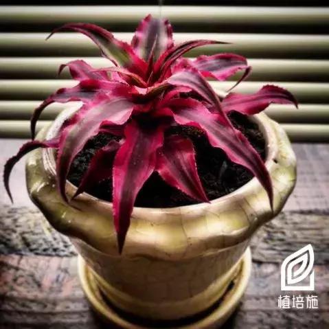 姬凤梨水培最简单的方法,姬凤梨的养护方法