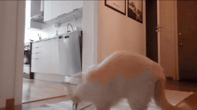 “因为一句话，我家猫在监控前守了一夜，彻夜未眠”