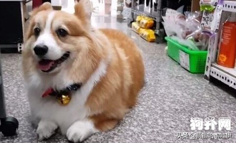 柯基冷得发抖,柯基是不是都这么热情啊