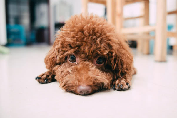 巧克力色的泰迪喂养的注意事项,泰迪狗狗姨妈期间需要注意什么吗