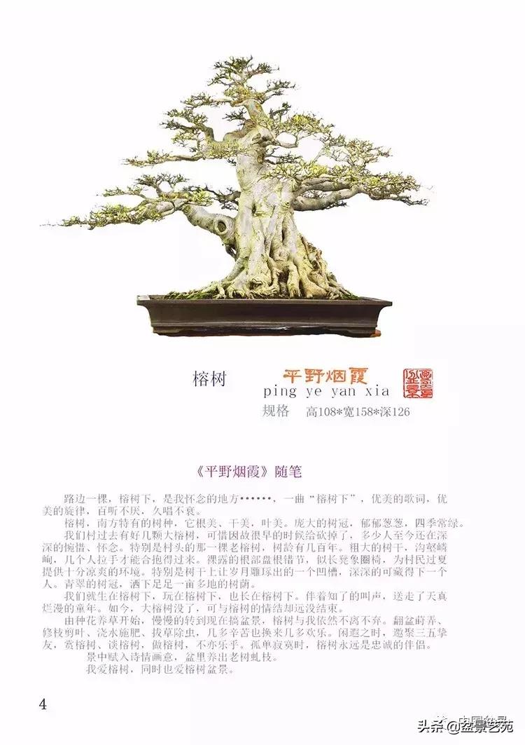 陈文图榕树欣赏,陈文图盆景