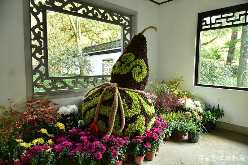 重阳节赏菊正当时，推荐国内这9个地方的赏菊好去处，沉浸式赏花