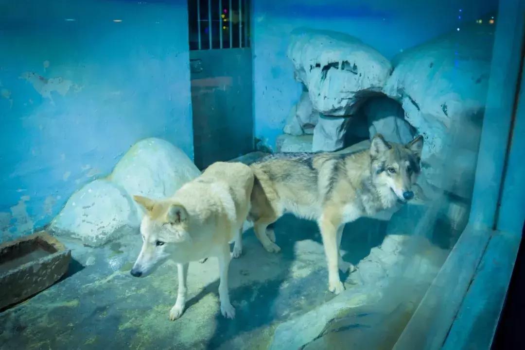 临沂海洋世界优惠券,临沂海洋世界特惠票