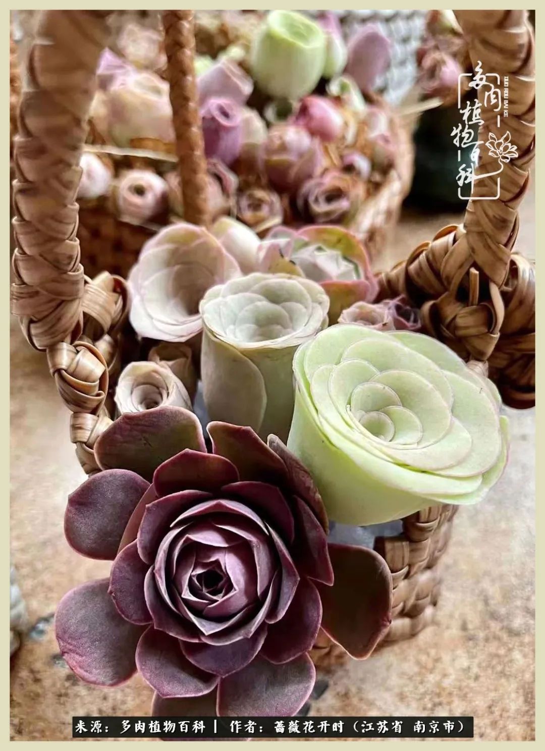 又见颜的妩媚，色的诱惑！这些山地玫瑰礼盒惊艳了眼眸