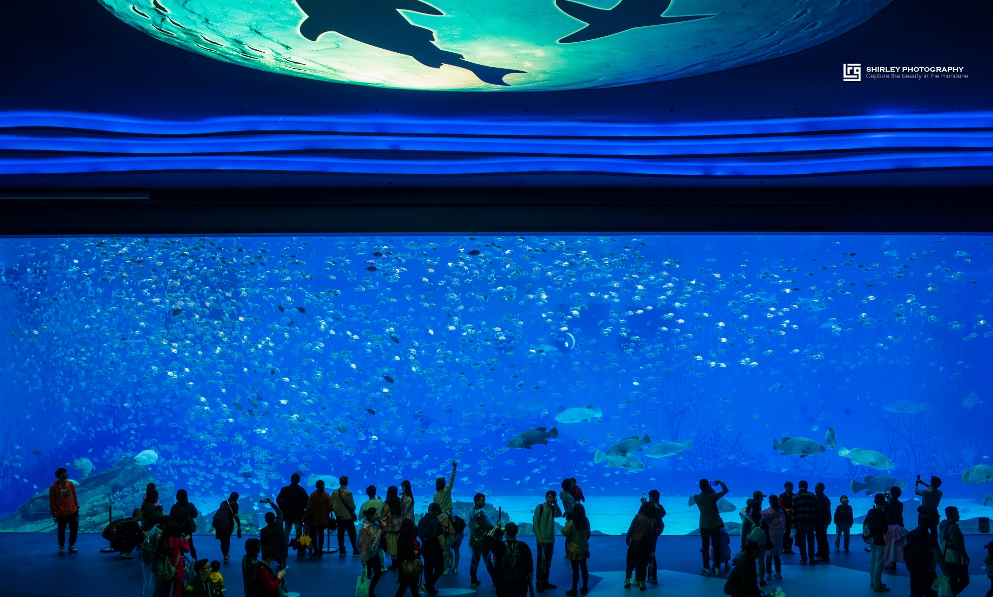 上海亲子旅游攻略迪士尼,上海迪士尼旅游推荐带孩子