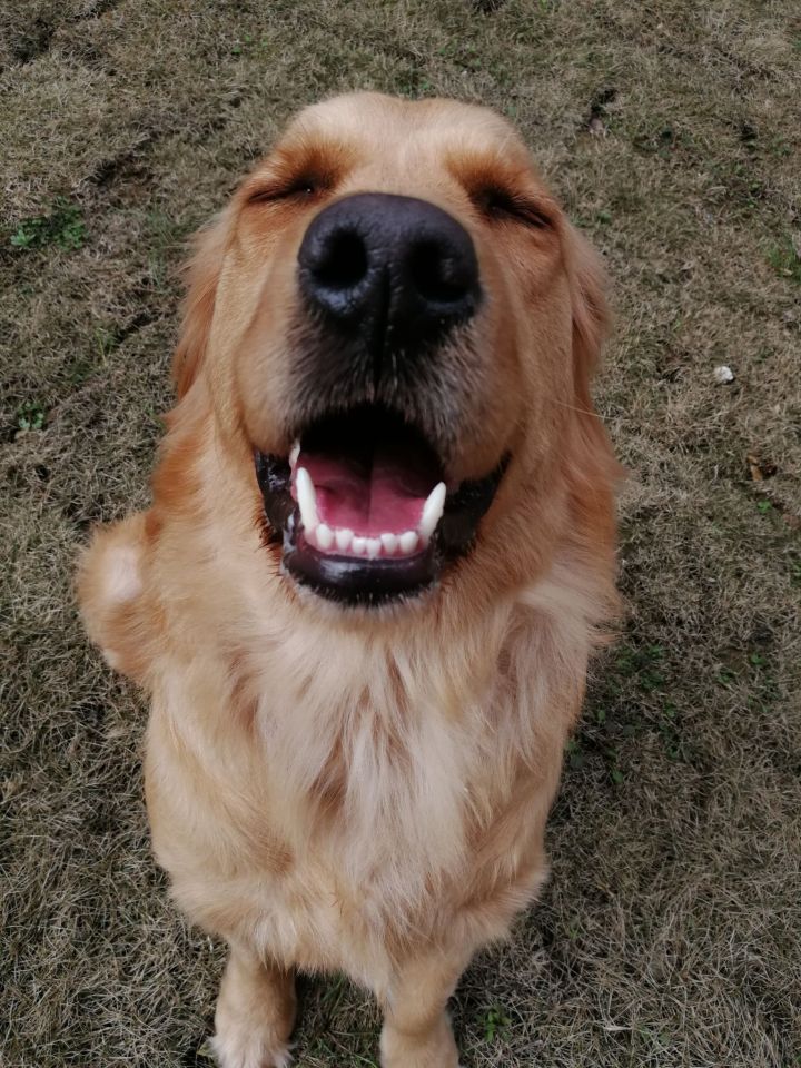 金毛很调皮教不听怎么办,金毛让主人生气