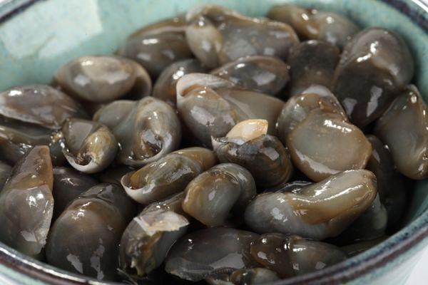 泥螺是什么样子,泥螺的介绍