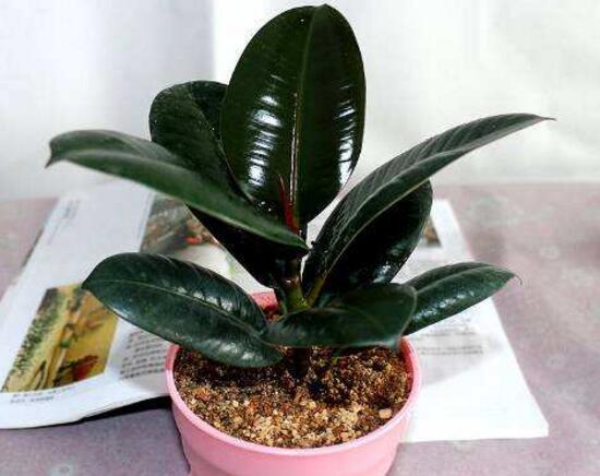 橡皮树烂根什么原因,橡皮树烂根怎么办