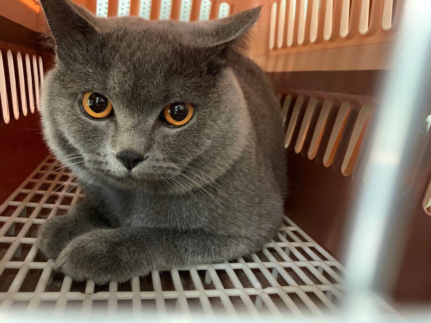 英短蓝白母猫最佳绝育年龄,英短蓝猫小奶猫的成长历程