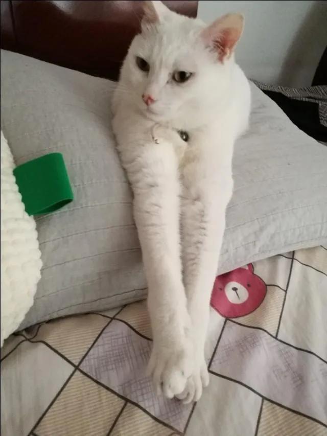 猫的终极凡尔赛：你的屏幕放不下我的腿