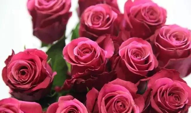 101种玫瑰品种科普你都认识吗,100种玫瑰品种科普你都认识吗