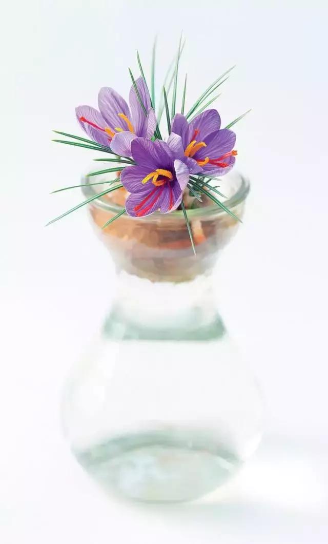 藏红花风水上在家里养好吗,藏红花生长习性