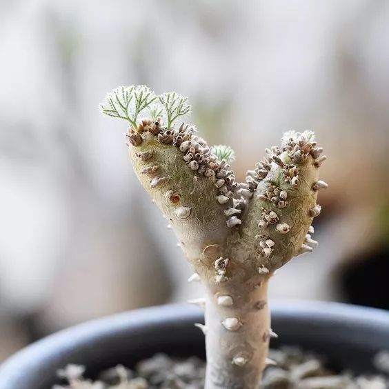 世界上最昂贵的花一朵价值1500万,世界上最高贵的花典雅图文