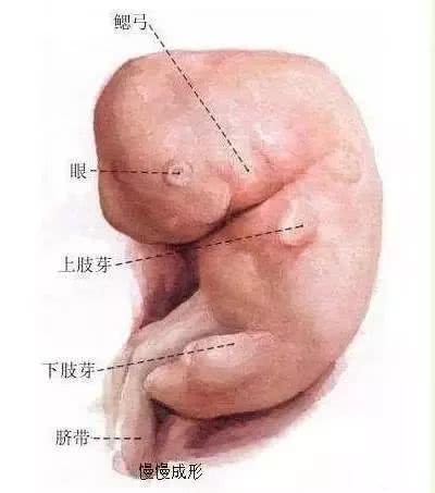 揭秘女人受精胎儿形成过程！十月怀胎就是生命最大的奇迹！