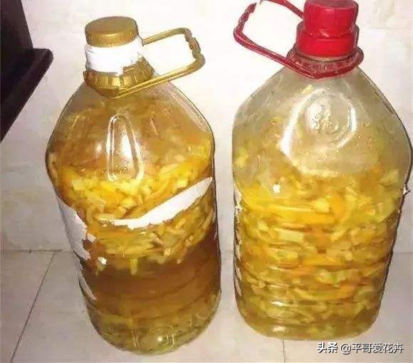 绿萝和绿萝养一起成活率是不是高,成活率高达90%的绿萝扦插方法