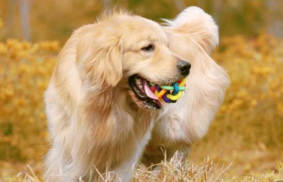 冬天德牧毛发变长,冬季养什么狗好看又好养