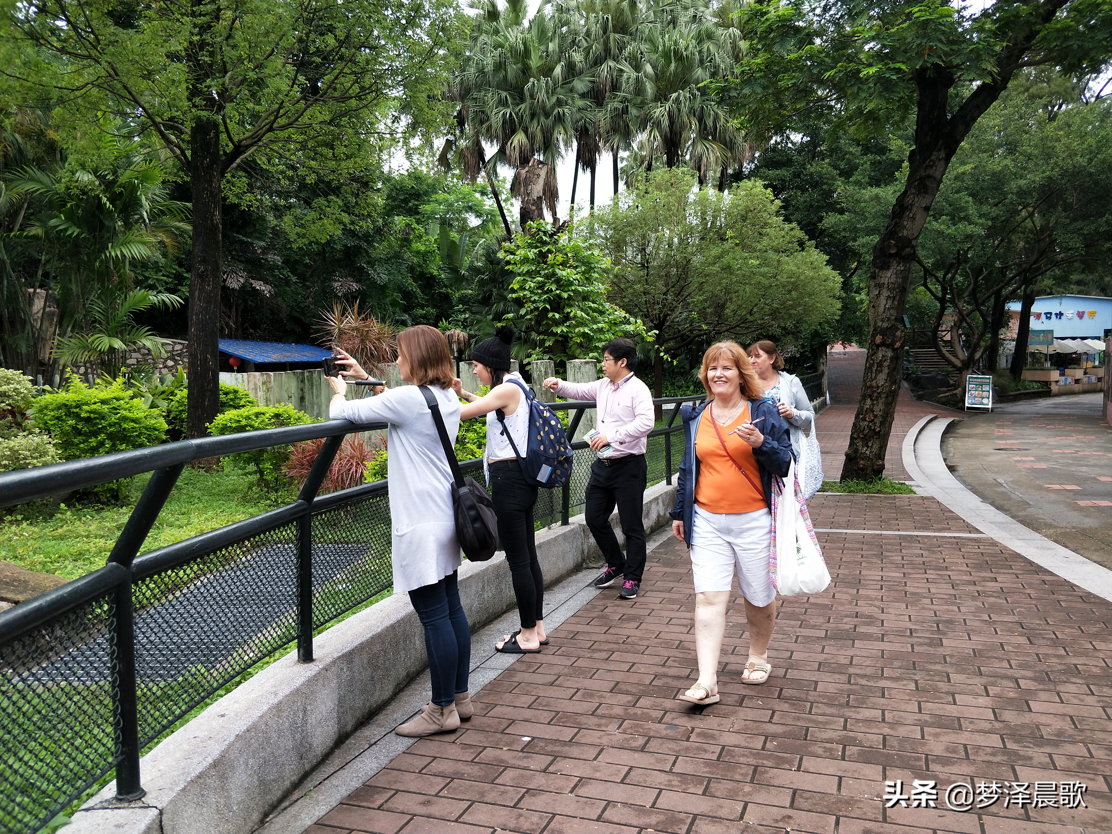 憨憨的河马有多厉害,憨厚的河马