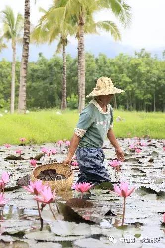 泰国顶级睡莲博士Dr.Nopchai版纳行，被勐景来圈粉