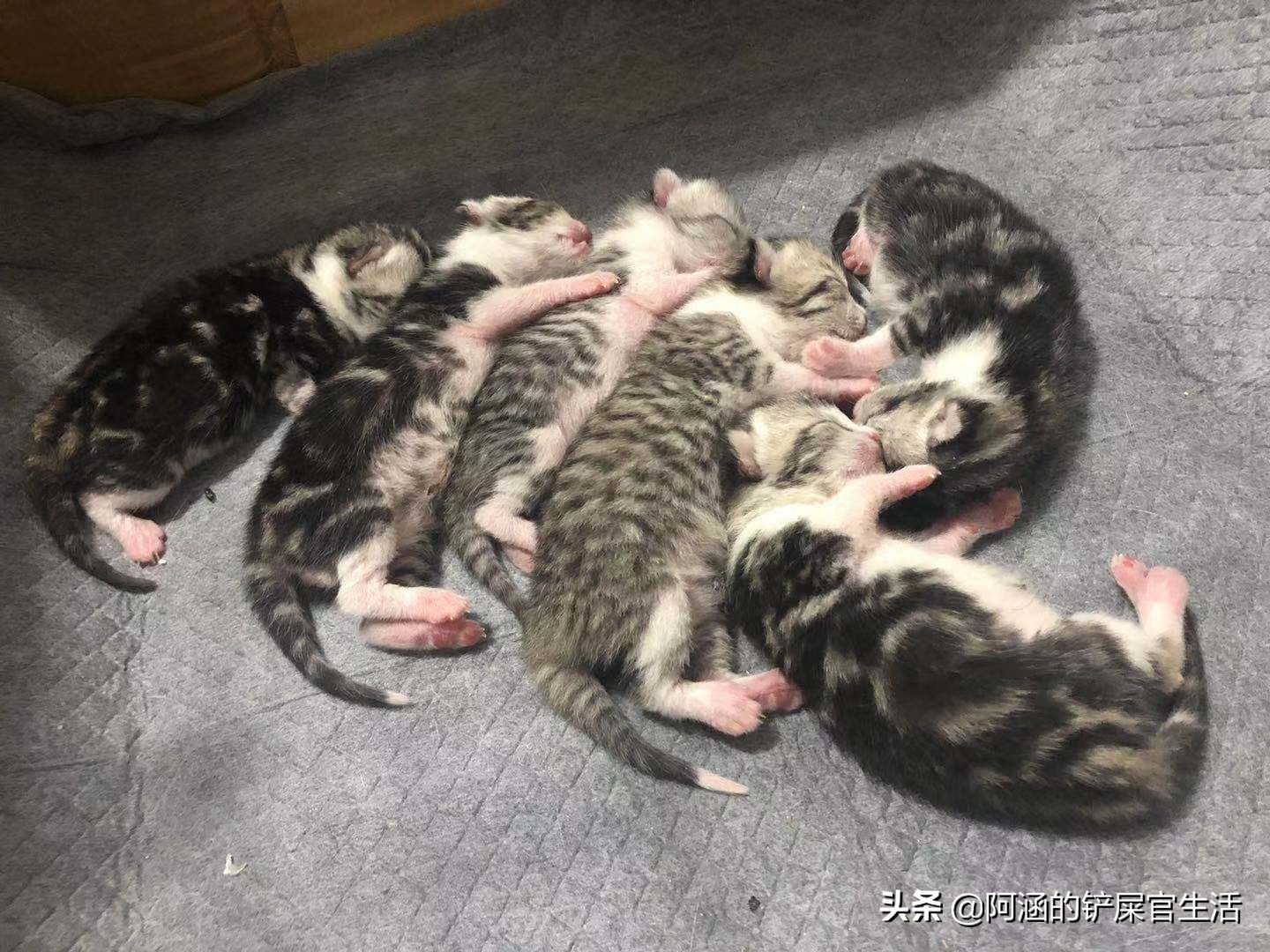 母猫刚产崽主人需要注意什么,母猫剖腹产之后还可以照顾小猫吗