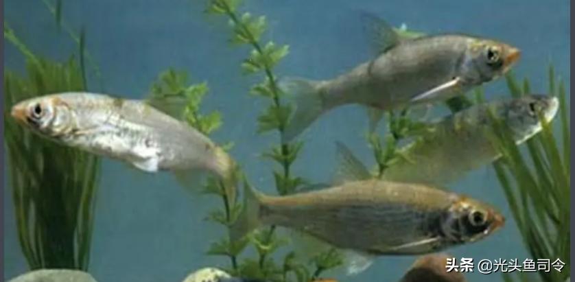 长江保护鱼类,有关长江鱼类资源保护