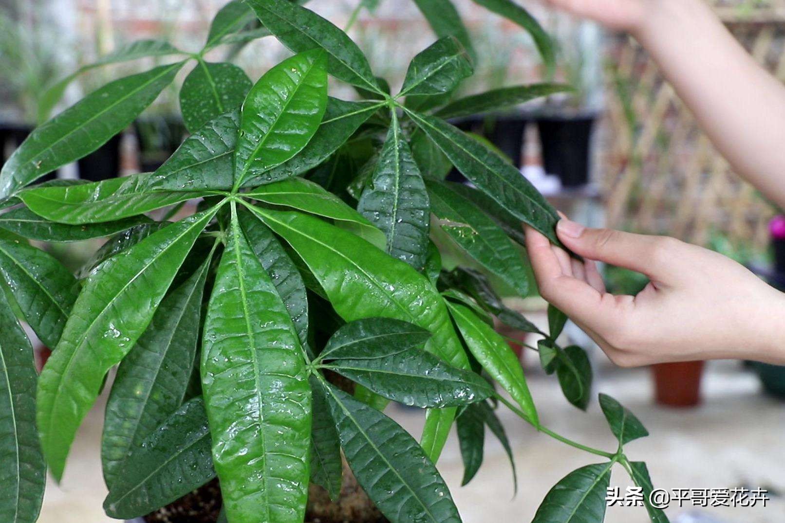 绿萝发财树怎么养才不烂根,吊兰绿萝浇水的正确方法