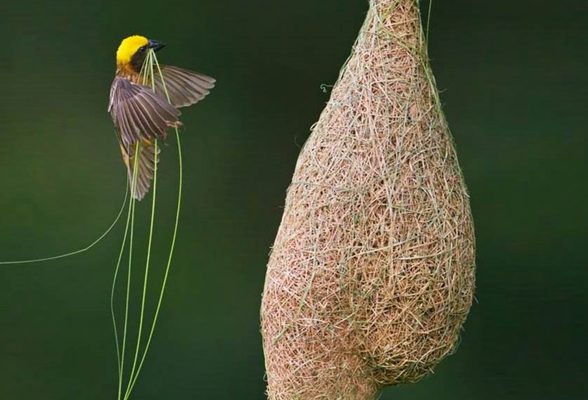 怎么让鸟来筑巢,鸟是怎么筑巢的视频